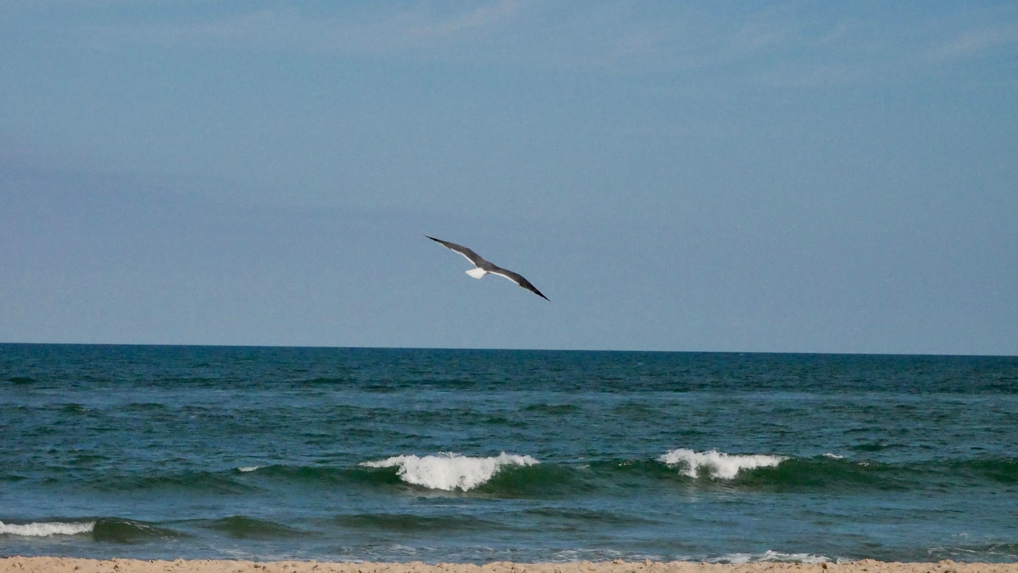 A gull gliding over the surf at Ocean City, Maryland