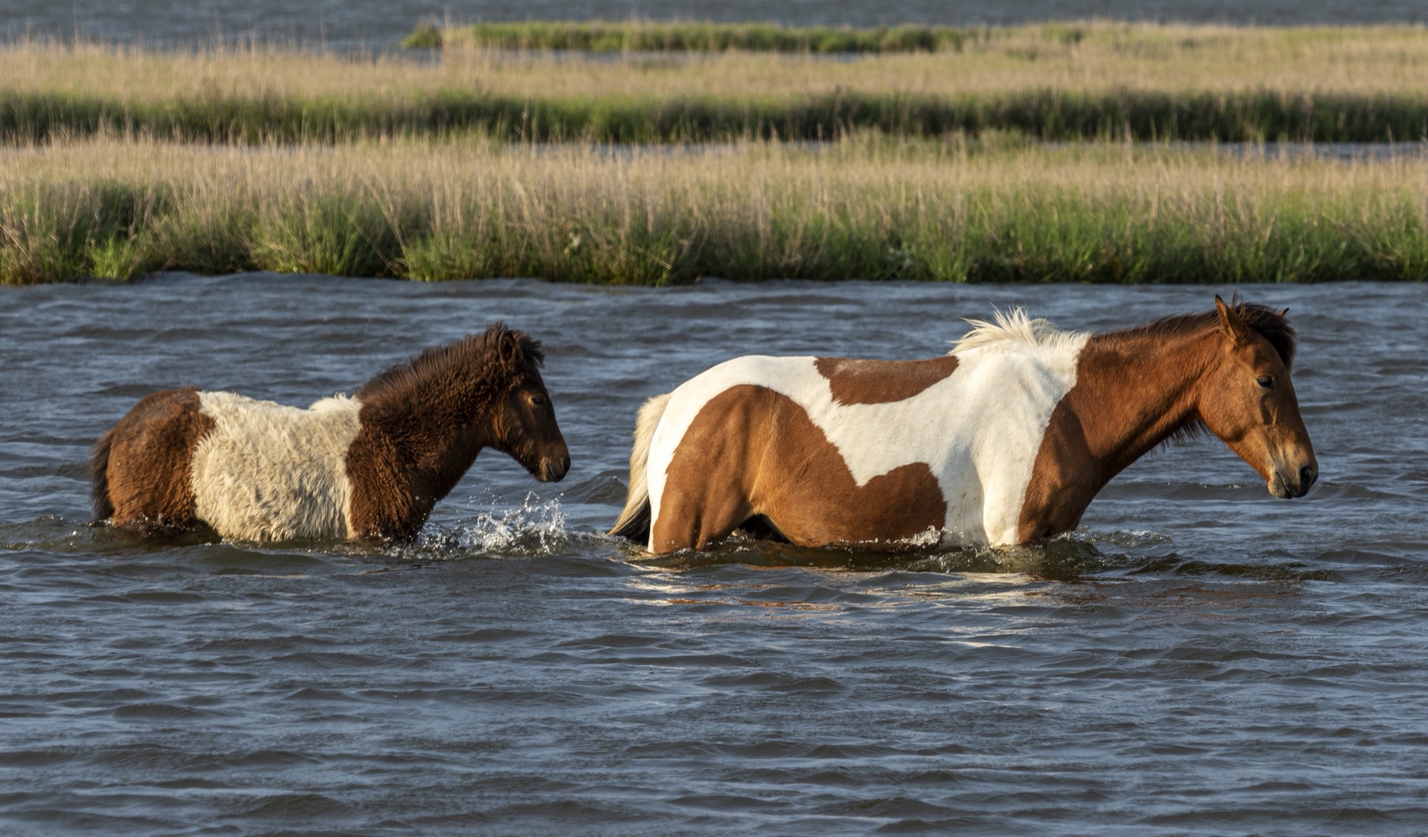 An Assateague Island pony and her foal wading across the marsh