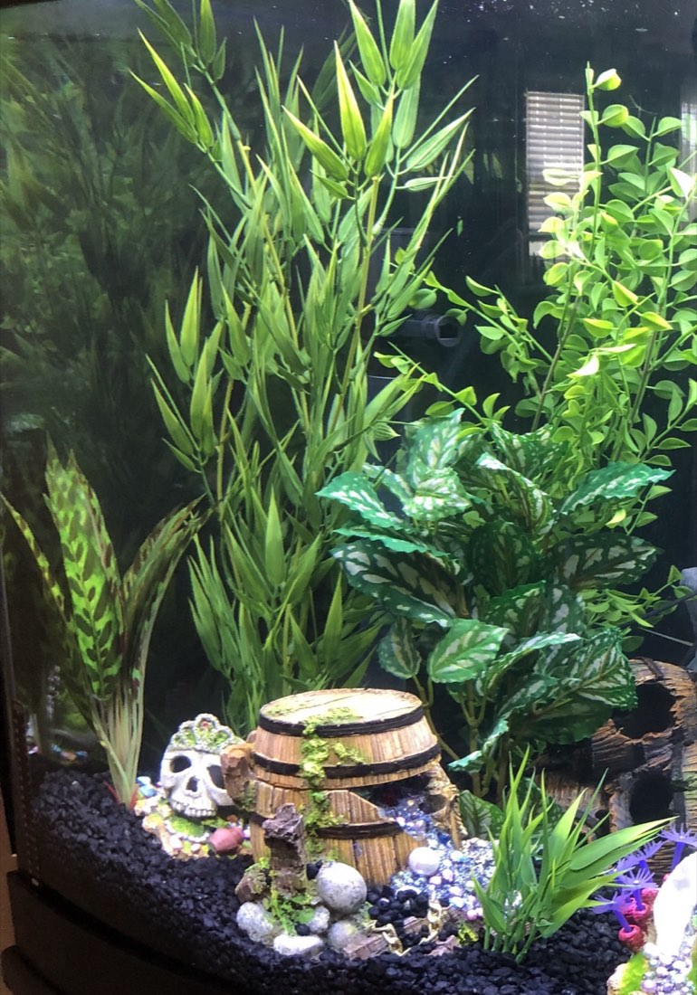 Aquarium design with Bamboo and Pea Leaf plants