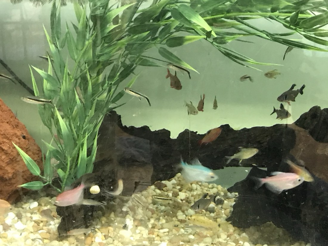 Aquarium design with bamboo planted and floating