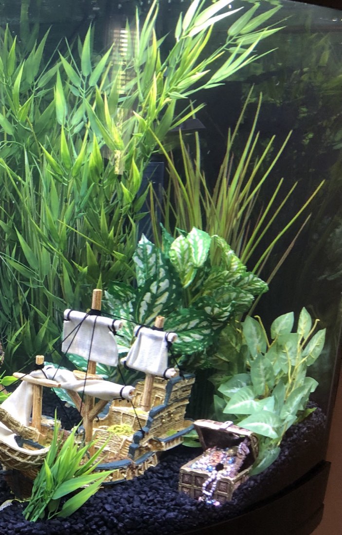 Aquarium design with Bamboo, Spike Weed and Pothos