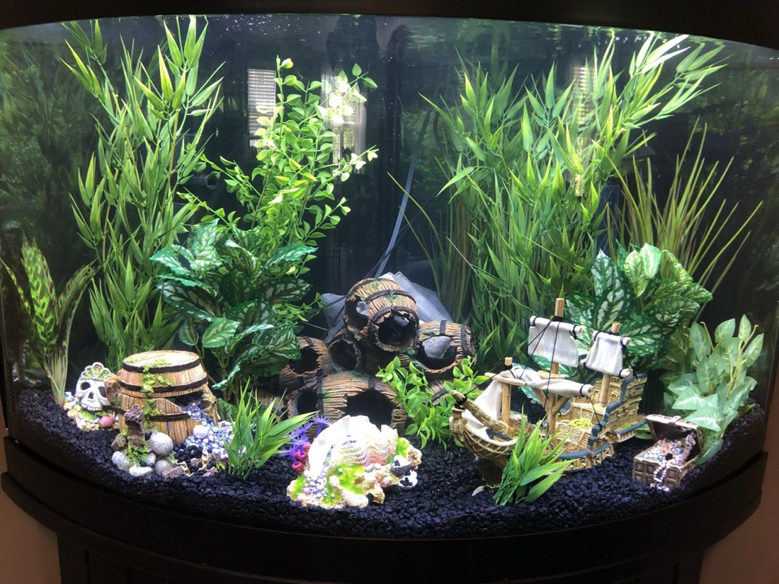 Corner bow front aquarium design with layered artificial plants
