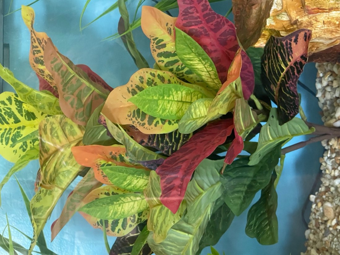 Croton Bush centerpiece in an aquarium