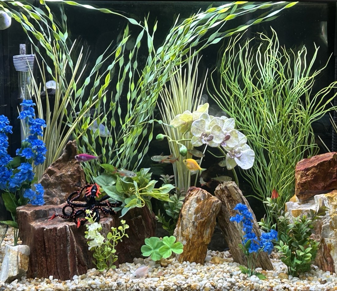 Aquarium designed with Jungle Val, Olive Spike Weed, Curly Sea Grass, Pale Yellow Orchid, blue flowers, pothos, Shamrock and Sage Boxwood