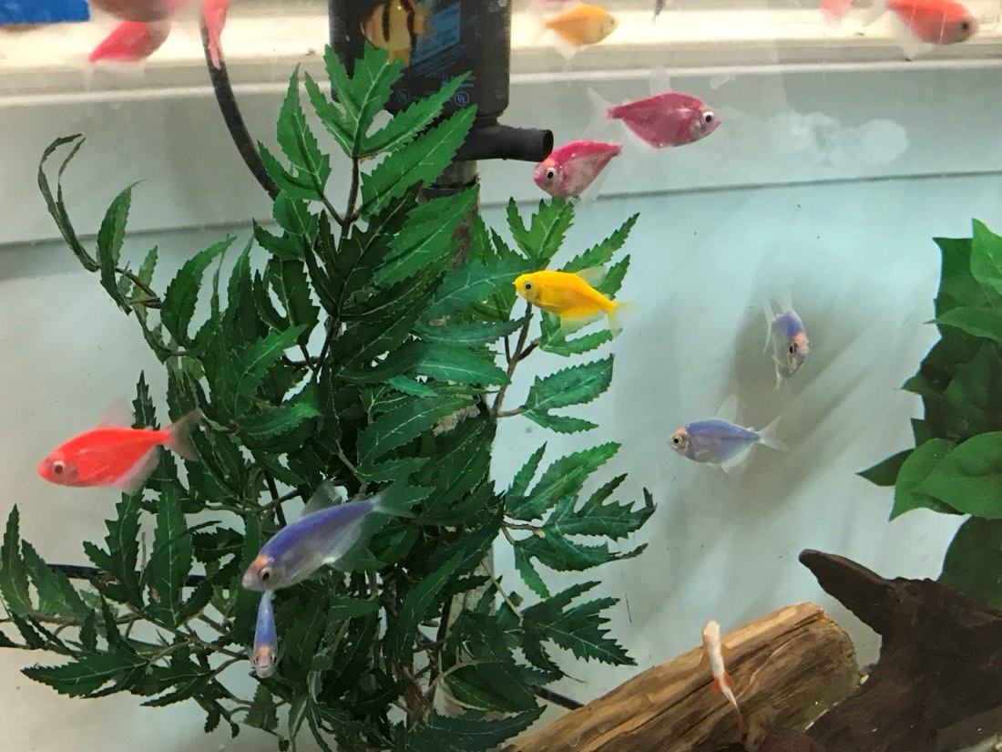 Large Aralia plant in an aquarium