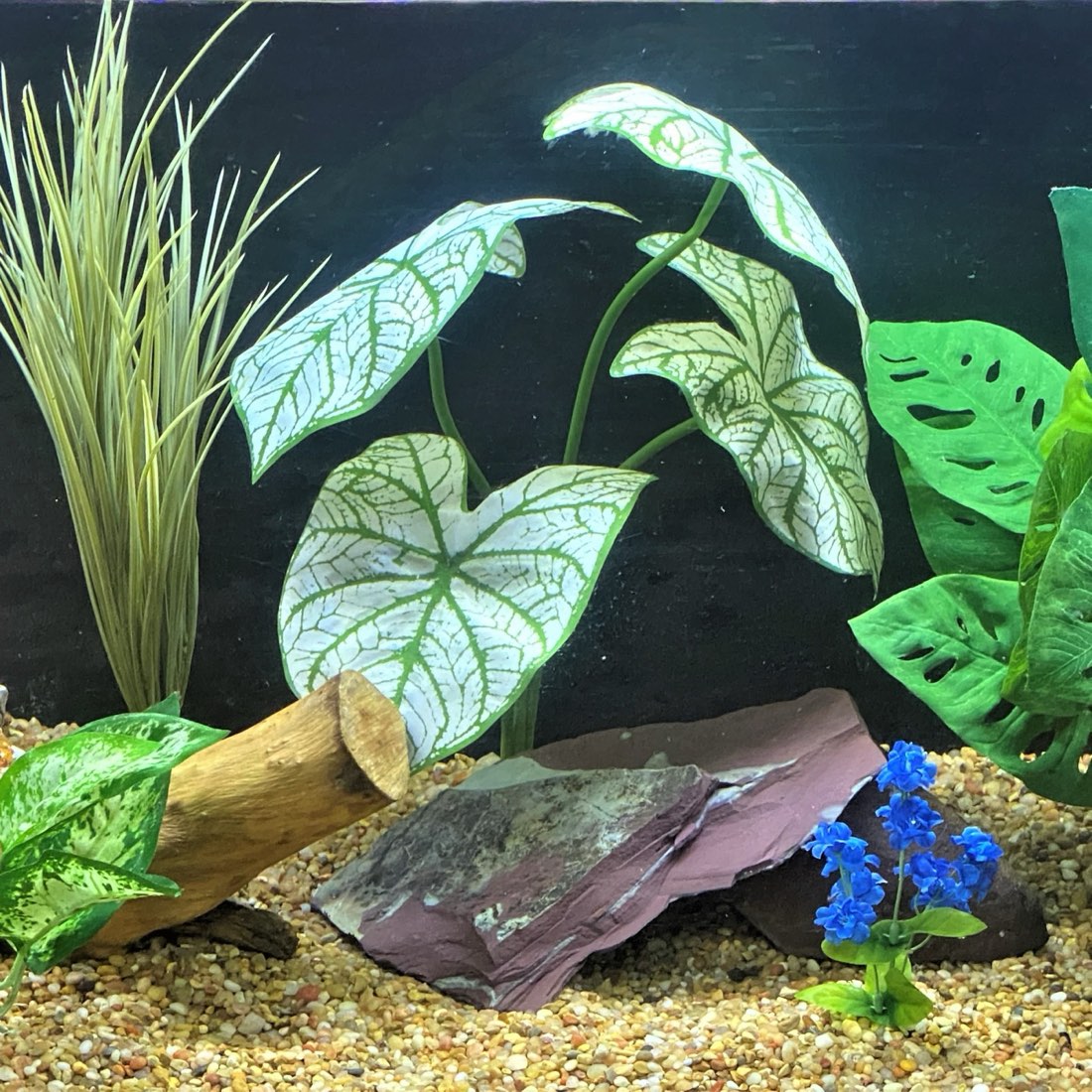 Aquarium design with Olive Spike Weed, White Caladium, Split Leaf Philo and blue flower