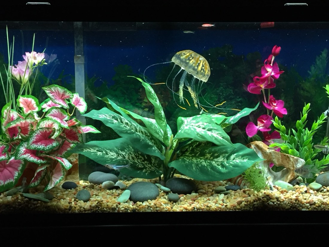 Aquarium design with Pink Caladium, Orchid, Sea Spray and Broad Leaf Philo