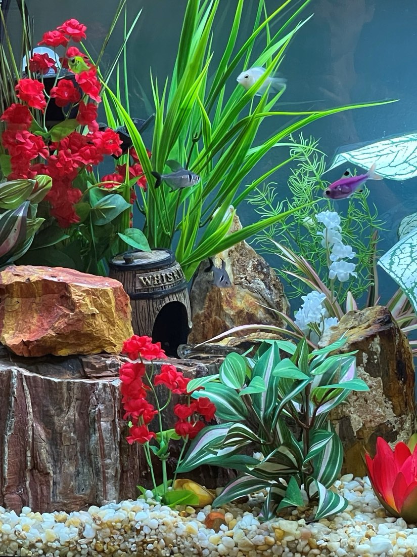 Aquarium design with red flower, Pink Jew and Wild Grass