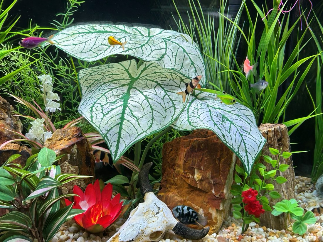 Aquarium designed with Red Lily, White Caladium, Wild Grass, Pea Leaf flower combo, Shamrock, Pink Jew, white flower and Diti-Sprengeri