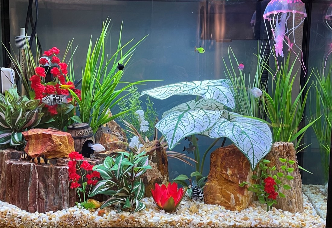 Red and white themed aquarium design
