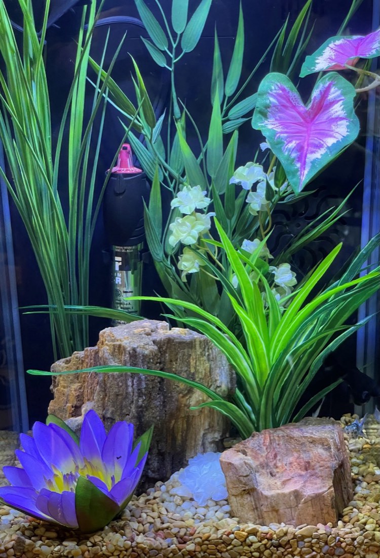 Small aquarium designed with violet lily, spike weed, bamboo flower combo, dark green dracaena, betta hammock and mini white flower