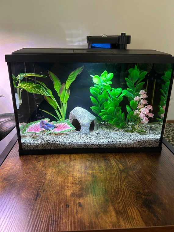Customer aquarium featuring Lower Forty Farm plants