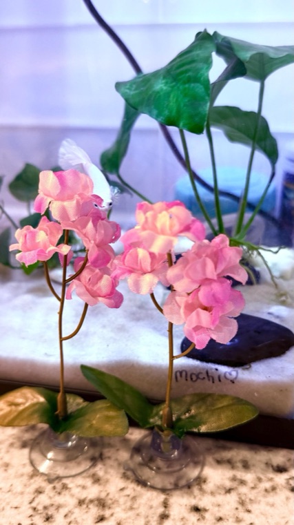 Customer aquarium featuring Lower Forty Farm plants