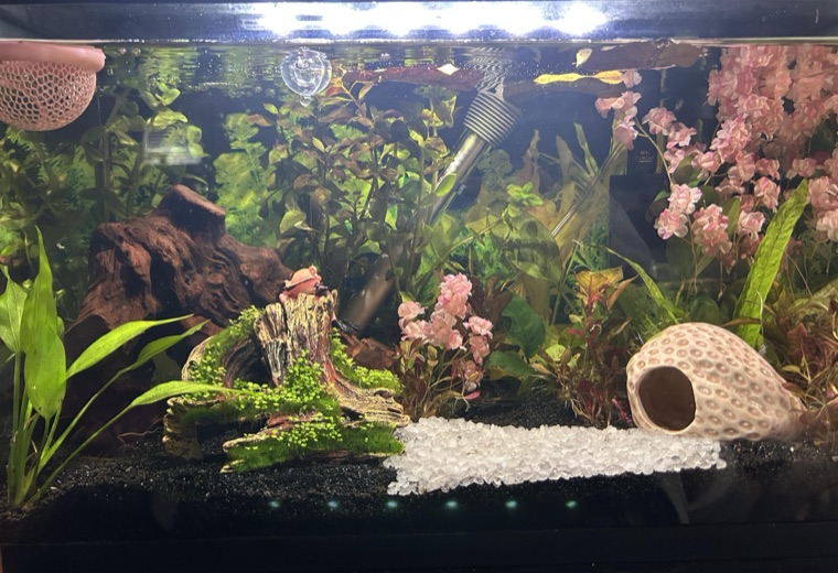 Customer aquarium featuring Lower Forty Farm plants