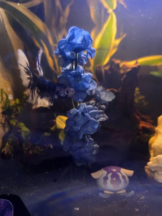 Customer aquarium featuring Lower Forty Farm plants