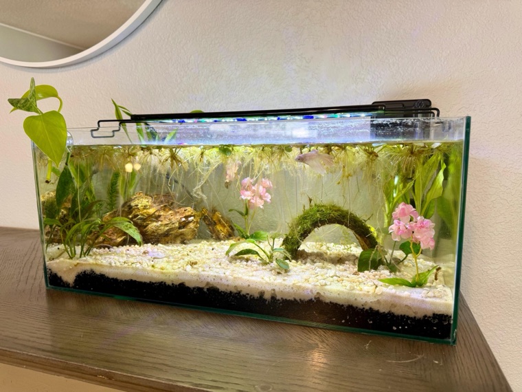 Customer aquarium featuring Lower Forty Farm plants