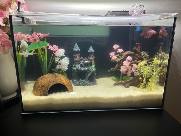 Customer aquarium featuring Lower Forty Farm plants