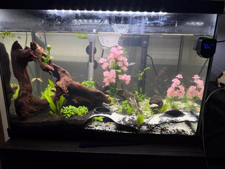 Customer aquarium featuring Lower Forty Farm plants
