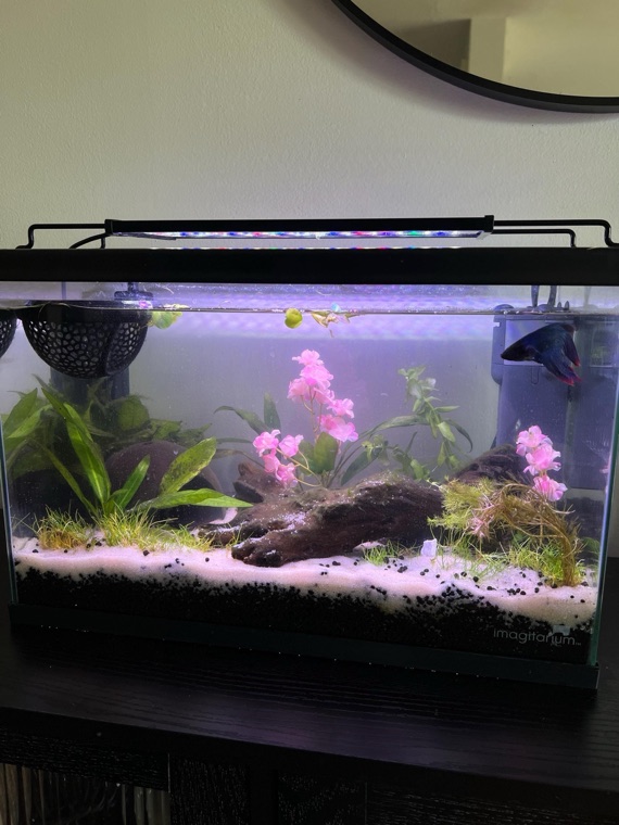 Customer aquarium featuring Lower Forty Farm plants