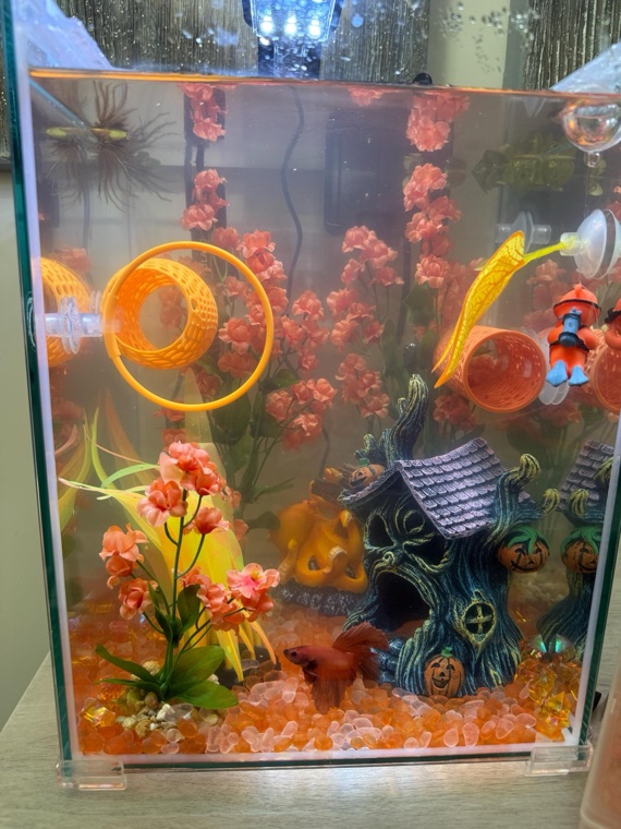 Customer aquarium featuring Lower Forty Farm plants