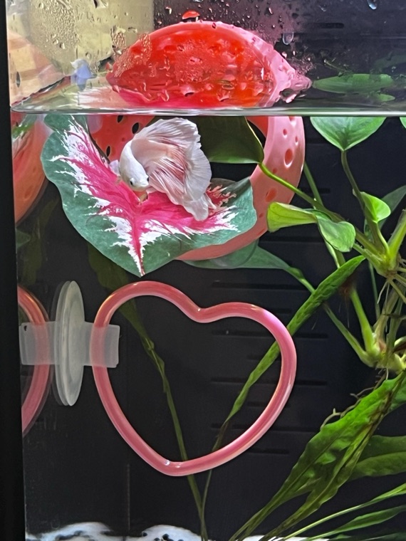 Customer aquarium featuring Lower Forty Farm plants