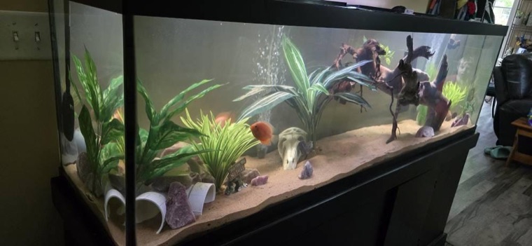 Customer aquarium featuring Lower Forty Farm plants