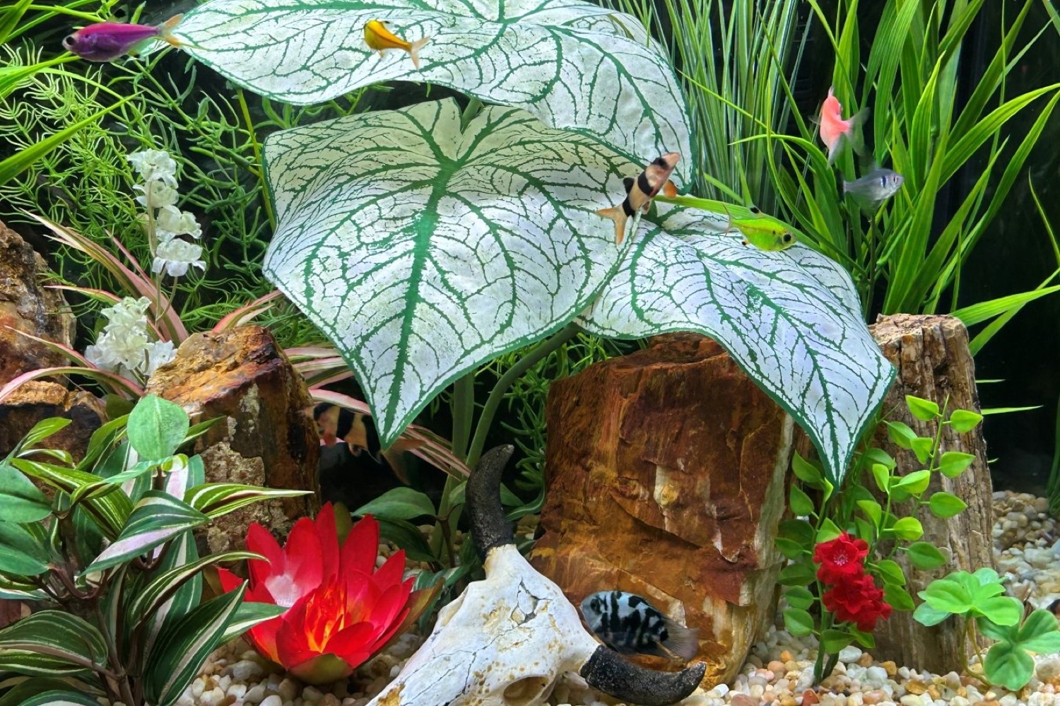 Aquascape featuring Lower Forty Farm plants